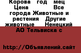 Корова 1 год 4 мец › Цена ­ 27 000 - Все города Животные и растения » Другие животные   . Ненецкий АО,Тельвиска с.